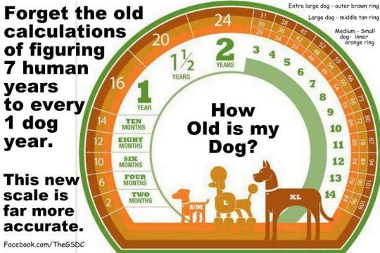 Dog age
